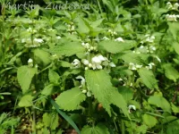 Lamium [Dovenetels]